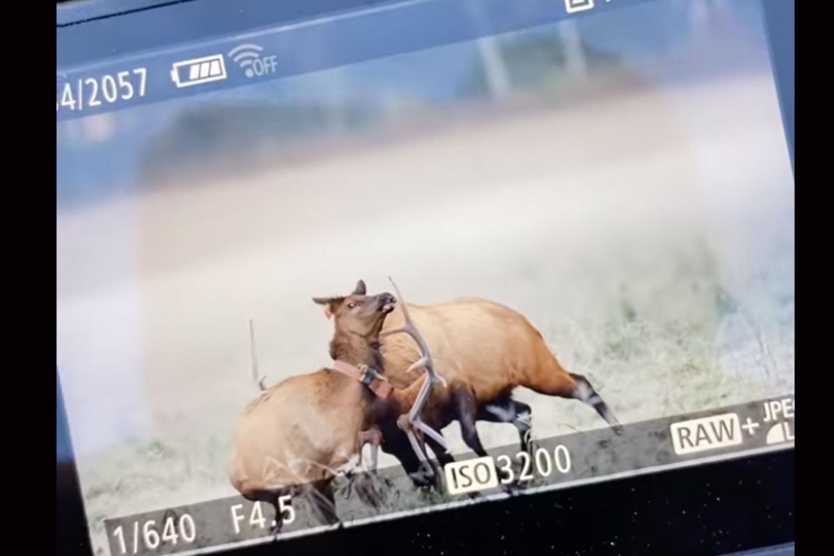 Nature Photographer Captures Rutting Bull Elk Goring a Cow to Death with Its Antlers